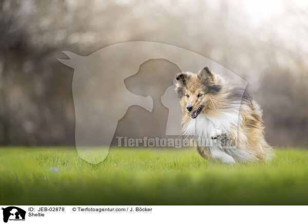 Sheltie / Sheltie / JEB-02878