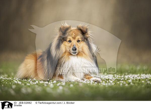 Sheltie / Sheltie / JEB-02882