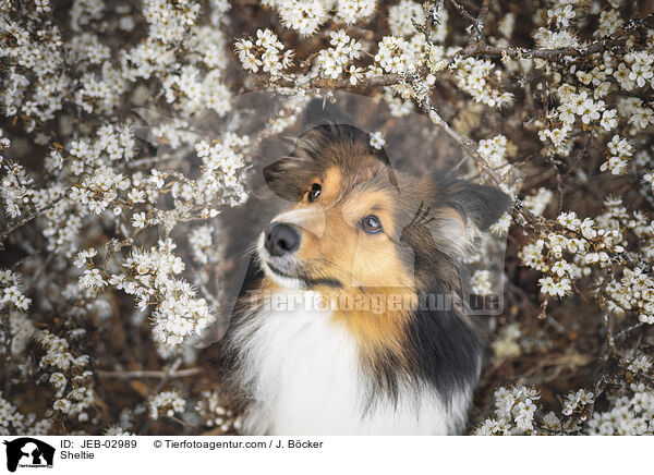 Sheltie / Sheltie / JEB-02989