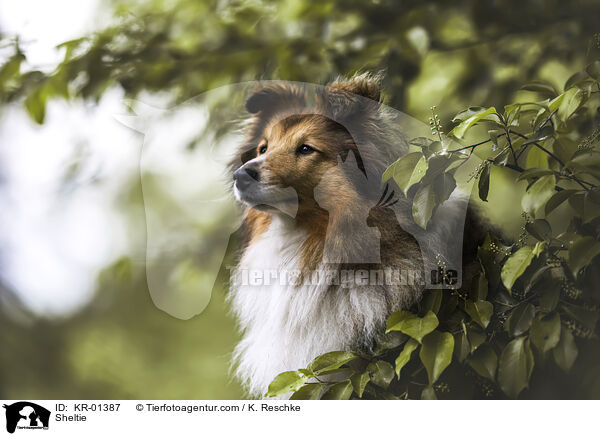 Sheltie / Sheltie / KR-01387