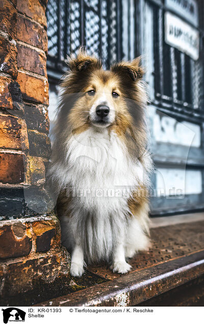 Sheltie / Sheltie / KR-01393