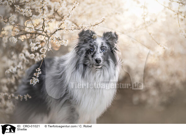 Sheltie / Sheltie / CRO-01021