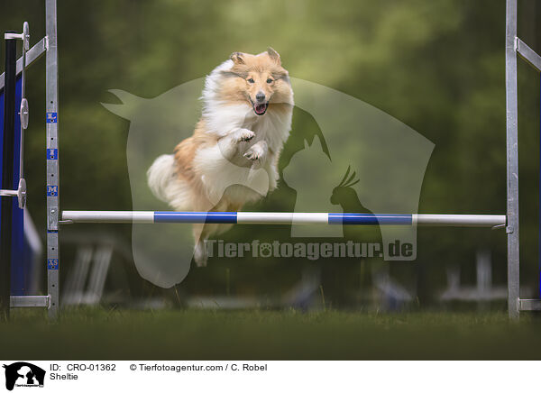 Sheltie / Sheltie / CRO-01362