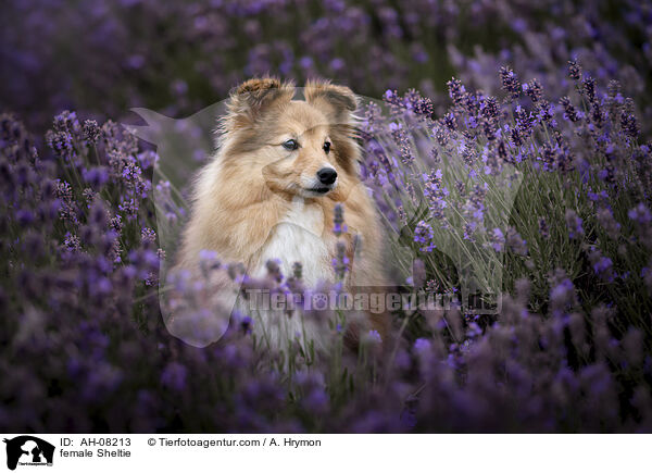 Sheltie Hndin / female Sheltie / AH-08213