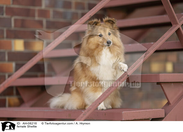 Sheltie Hndin / female Sheltie / AH-08216