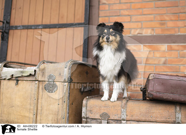 Sheltie Hndin / female Sheltie / AH-08222