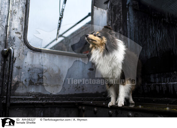 Sheltie Hndin / female Sheltie / AH-08227