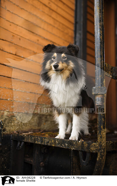 Sheltie Hndin / female Sheltie / AH-08228