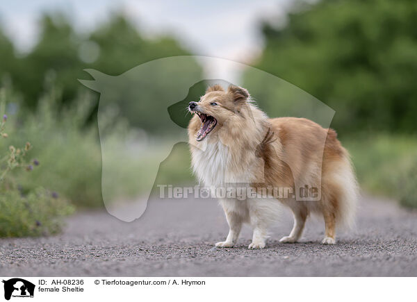 Sheltie Hndin / female Sheltie / AH-08236