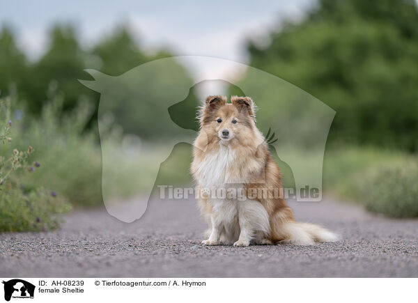 Sheltie Hndin / female Sheltie / AH-08239