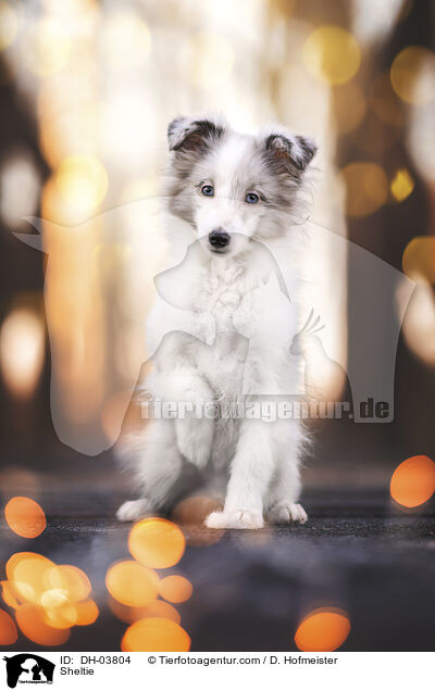 Sheltie / Sheltie / DH-03804