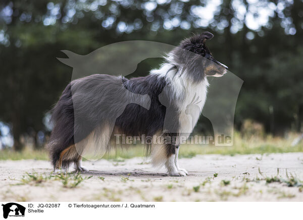 Sheltie / Sheltie / JQ-02087