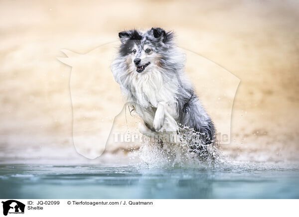 Sheltie / Sheltie / JQ-02099