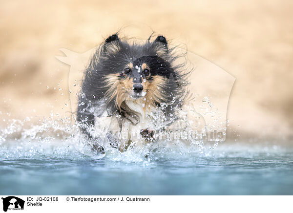 Sheltie / Sheltie / JQ-02108