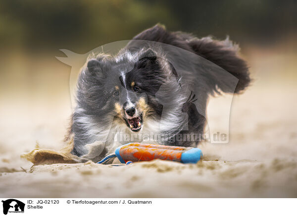 Sheltie / Sheltie / JQ-02120