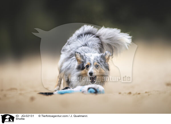 Sheltie / Sheltie / JQ-02131