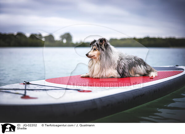 Sheltie / Sheltie / JQ-02202