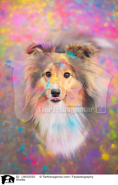 Sheltie / Sheltie / LM-02020