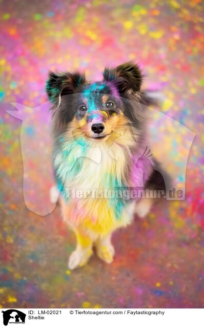 Sheltie / Sheltie / LM-02021