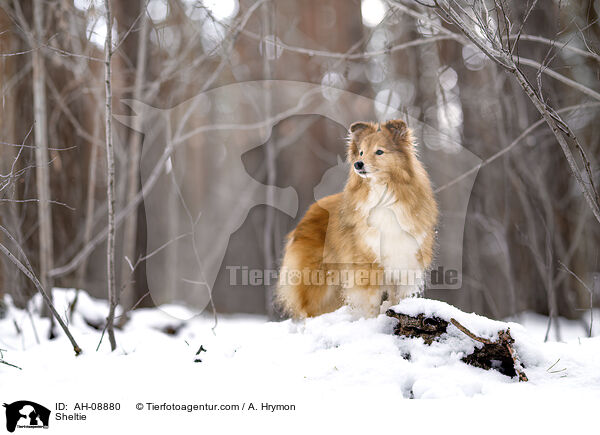 Sheltie / Sheltie / AH-08880