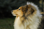 Sheltie Portrait