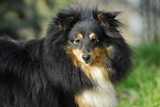 Sheltie Portrait