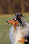 Shetland Sheepdog Portrait