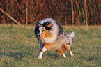 running Shetland Sheepdog