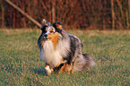 running Shetland Sheepdog