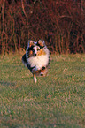 running Shetland Sheepdog