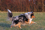 running Shetland Sheepdog