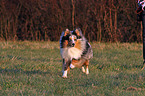 running Shetland Sheepdog