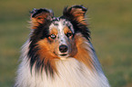 Shetland Sheepdog Portrait