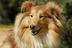 Shetland Sheepdog Portrait