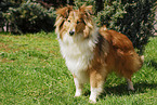 Shetland Sheepdog