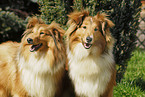 Shetland Sheepdog Portrait