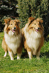 Shetland Sheepdog