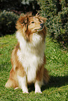 Shetland Sheepdog on meadow