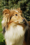 Shetland Sheepdog Portrait