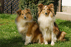 Shetland Sheepdog on meadow