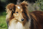 Shetland Sheepdog Portrait