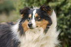 Shetland Sheepdog Portrait