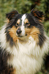 Shetland Sheepdog Portrait