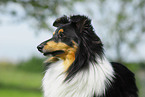 Shetland Sheepdog Portrait