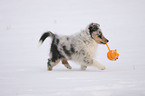 playing Shetland Sheepdog Puppy