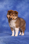 Shetland Sheepdog Puppy