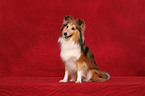 Shetland Sheepdog