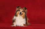 Shetland Sheepdog