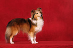 Shetland Sheepdog