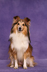 Shetland Sheepdog